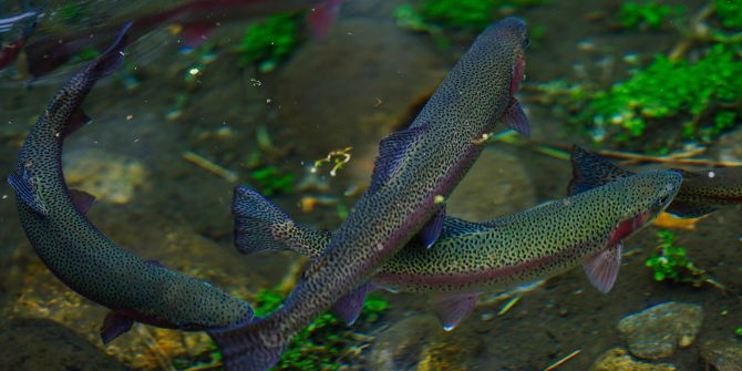 Regenbogenforelle Fluss
