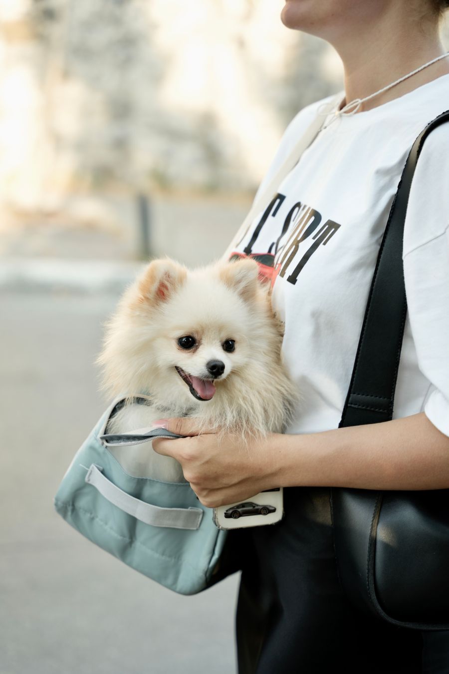 Passagiere dürfen kleine Hunde bis 30 cm Widerristhöhe wie Handgepäck unentgeltlich mitnehmen.