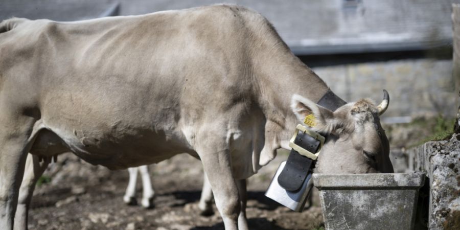 Hitze und Trockenheit bedeuten Stress nicht nur für Menschen, sondern auch für Tiere auf den Bauernhöfen. Zum Sorgentelefon können sie allerdings nicht greifen. (Archivbild)