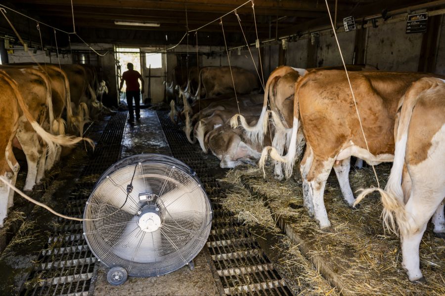 Manche Bauern müssen deshalb sogar schon ihre Tierbestände verkleinern.