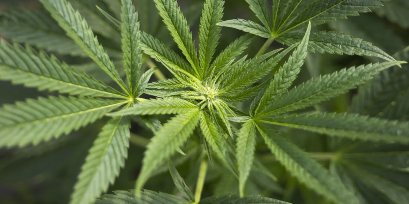 Studie: Cannabiskonsum erhöht Testosteron bei jungen Männern