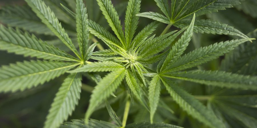 Männer, die Cannabis konsumieren, haben laut einer neuen Studie einen höheren Testosteronspiegel. (Symbolbild)