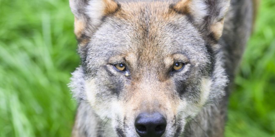 Der Wolf führt in Graubünden immer wieder zu hitzigen Diskussionen. (Symbolbild)