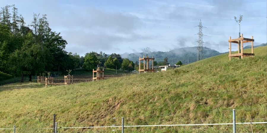 Hochstammobstbäume