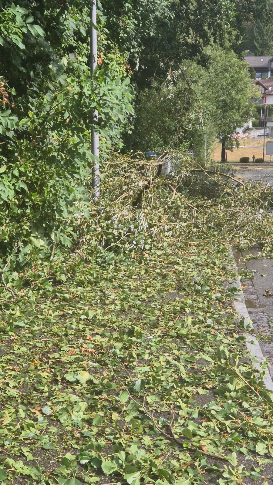 Bäume sind reihenweise umgefallen.