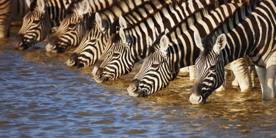 Namibia Zebra