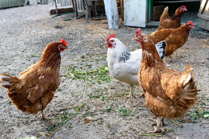 Hühner sind sehr soziale Tiere. In den beengten Ställen der Massentierhaltung können sie ihre Bedürfnisse aber nicht ausleben. Hühner