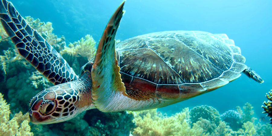 Schildkröte unter Wasser