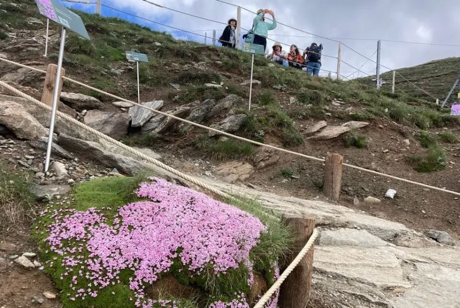 So sieht der alpine Garten in Zermatt aus.