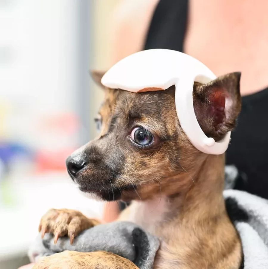 Der Chihuahua-Welpe Niblet ist mit einer schweren Krankheit zur Welt gekommen: Seine Schädel ist nicht vollständig zusammengewachsen.