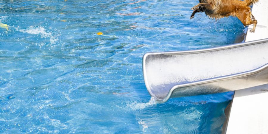 Am Wochenende durften die Hunde ausnahmsweise ins Schwimmbad Töss in Winterthur - zum Saisonende.