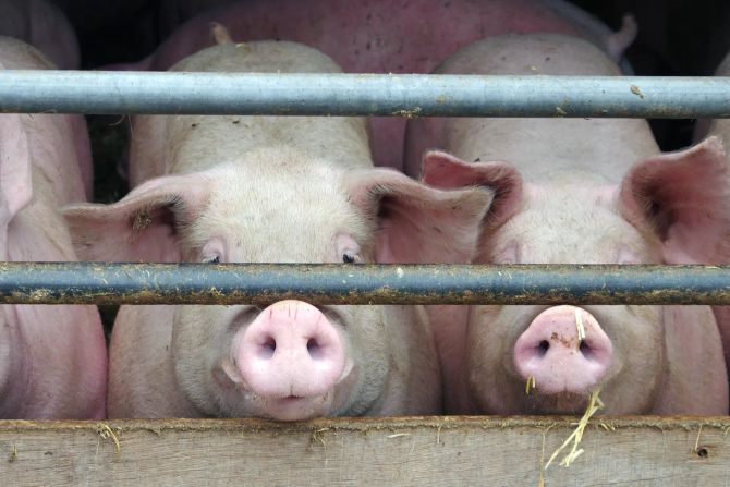 Schweine Stall Futter Schnauze