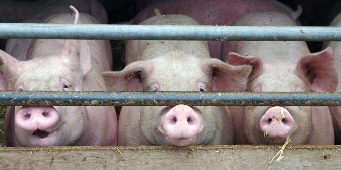Schweine Stall Futter Schnauze
