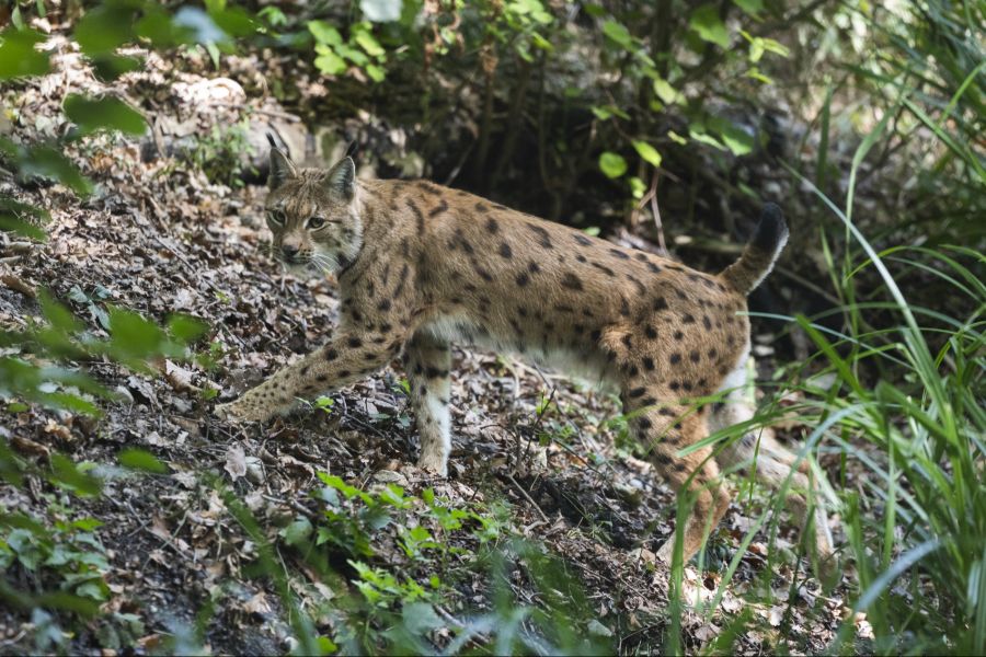 Luchs Tierpark Bern