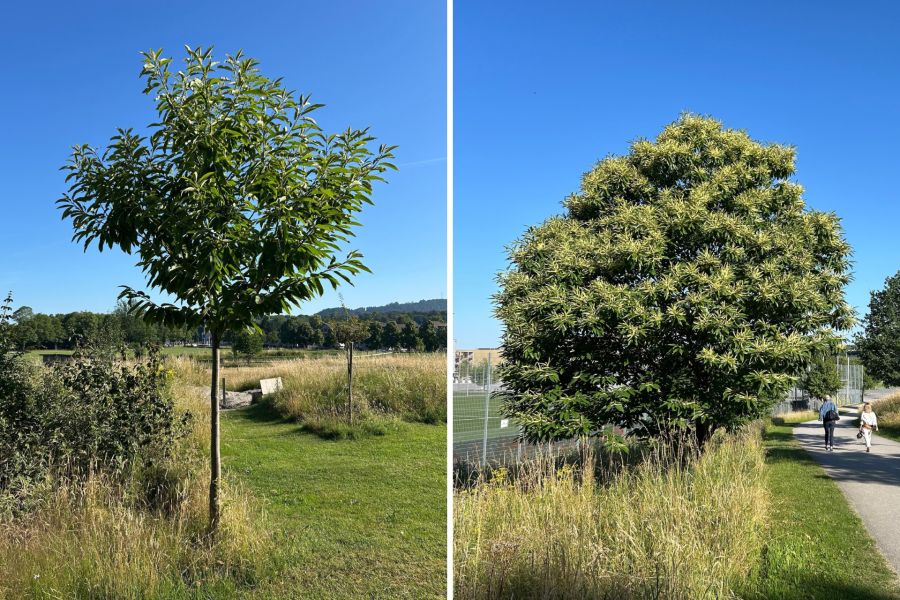 In einem Familiengarten auf der Kleinen Allmend (links) und beim Sportplatz auf der Grossen Allmend wachsen in der Stadt Bern bereits Marronibäume