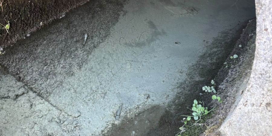 Im Bach waren graue Ablagerungen sowie weisser Schaum sichtbar. Mehrere Fische starben.