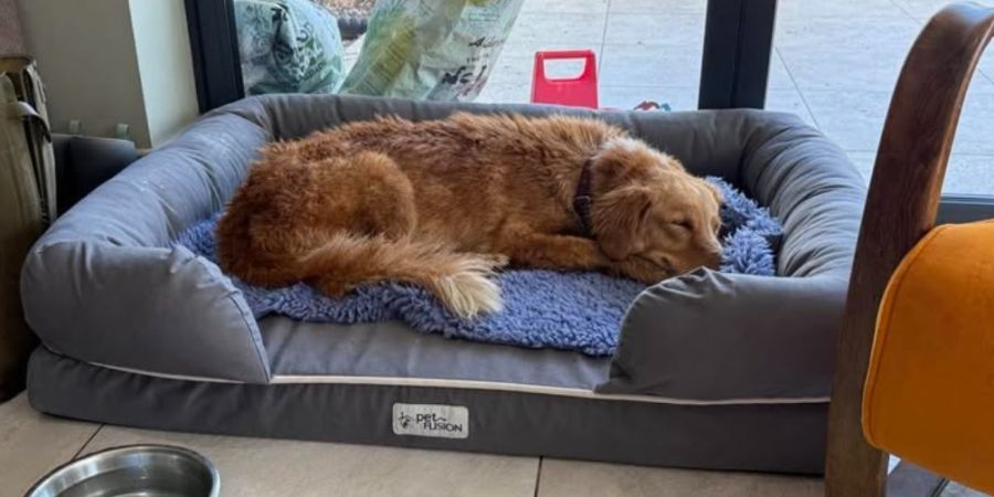 amber hund 160 kilometer