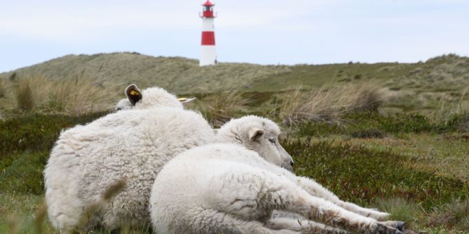 Immer wieder riss der Goldschakal Lämmer auf Sylt. Immer wieder riss der Goldschakal Lämmer auf Sylt.