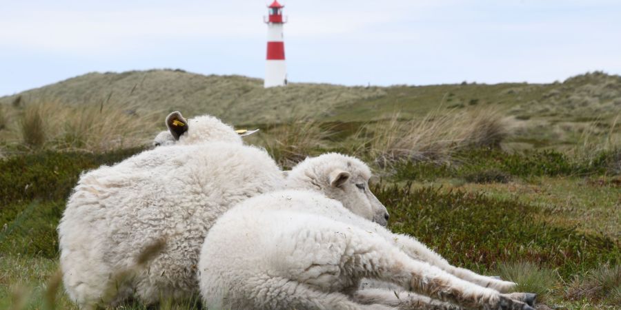 Immer wieder riss der Goldschakal Lämmer auf Sylt.