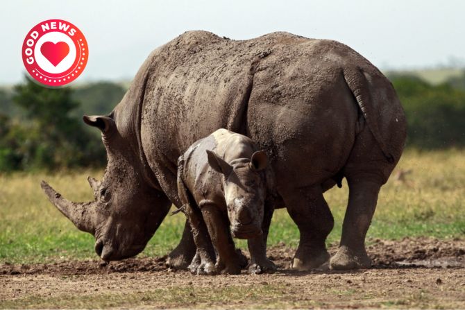 Nashorn Kenia
