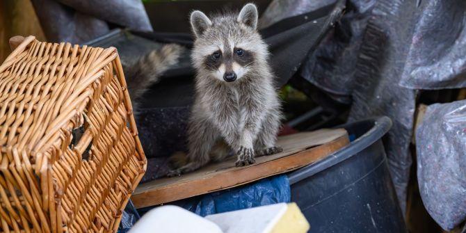 Waschbär