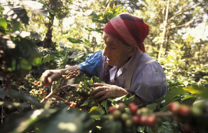 Beste Bedingungen für guten Kaffee: Die Pflanzen wachsen im Schatten des natürlichen Baumbestands und in einem Umfeld hoher Biodiversität. Frau Kaffeeernte Kaffeebohnen