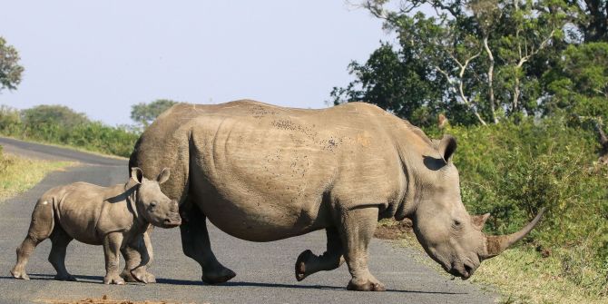 Nashorn