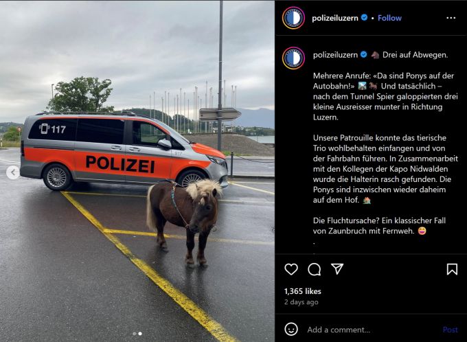 Die Ponys konnten sicher eingefangen und zurück auf ihren Hof gebracht werden. Pony vor Polizeiauto