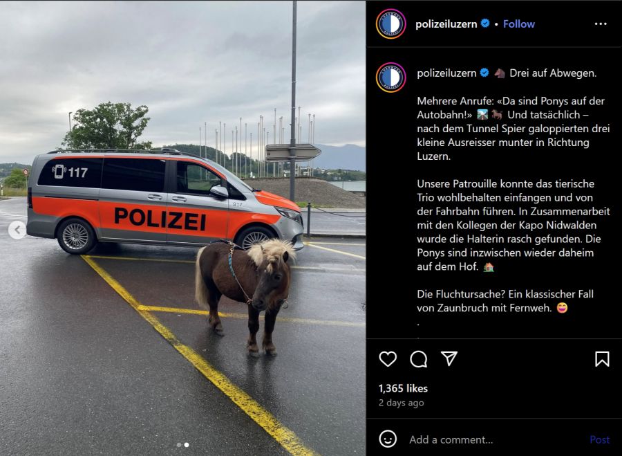 Pony vor Polizeiauto