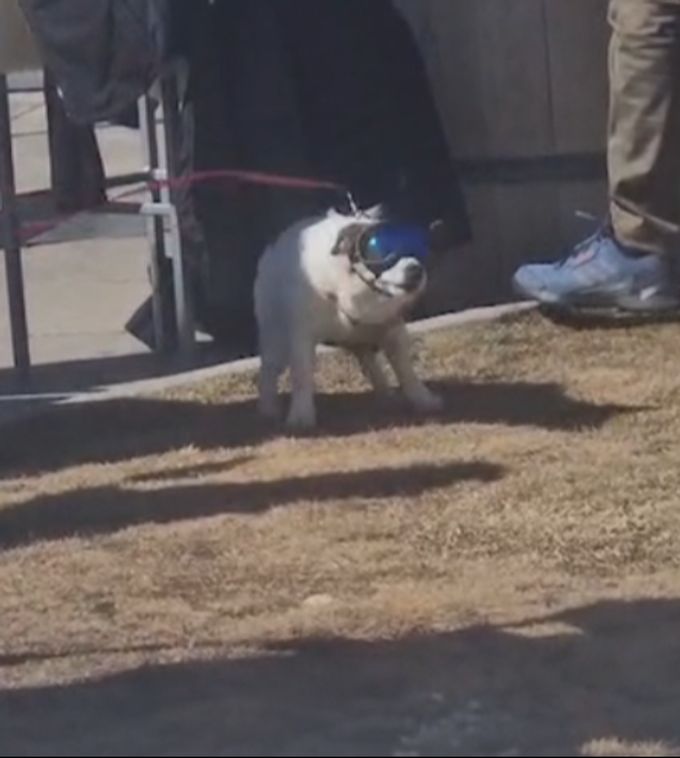 Hund Sonnenbrille