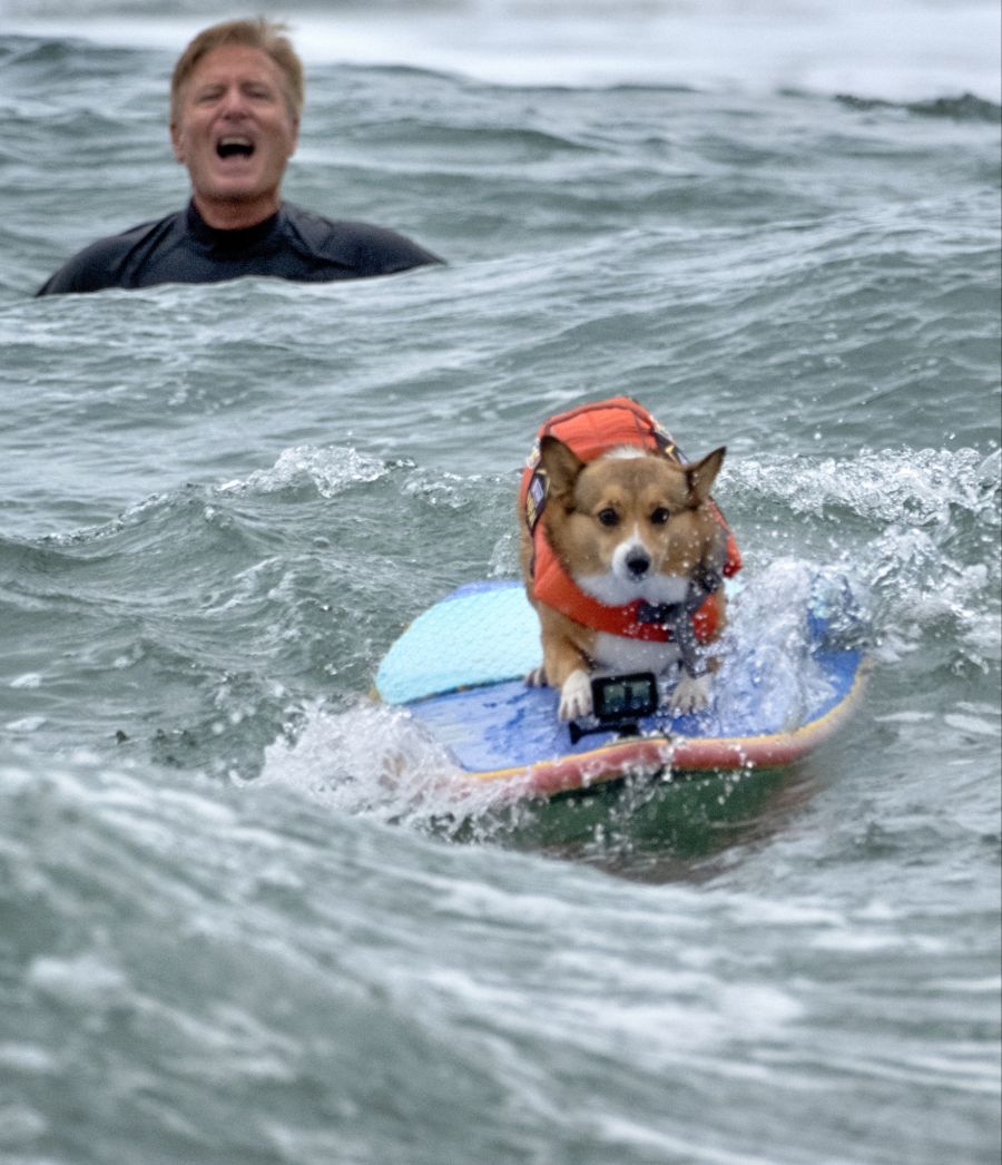 Die Hunde schienen beim Surfen sichtlich Spass zu haben.