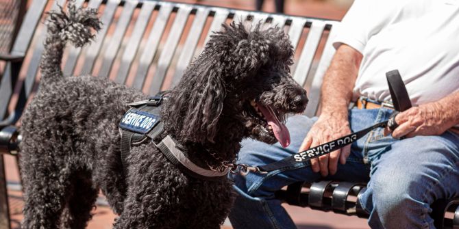assistenzhund