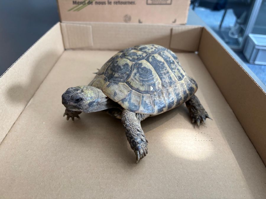 Schildkröte gefunden
