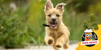 Unverschämt - Nachbar lässt Hund einfach in Garten laufen Unverschämt - Nachbar lässt Hund einfach in Garten laufen