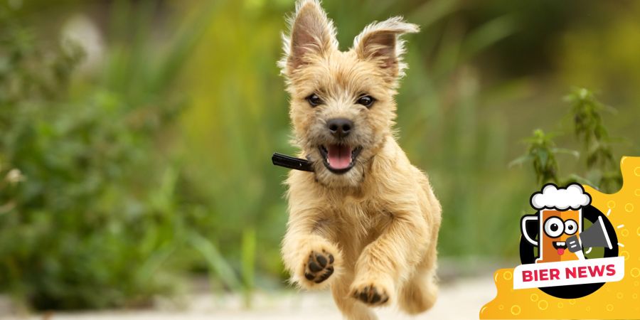 Rennender Hund