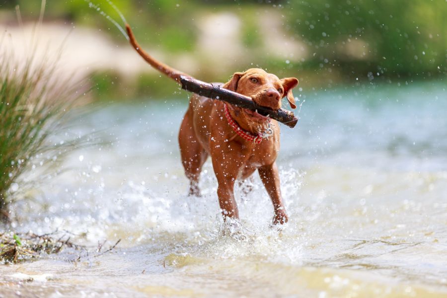 hund sommer gefahren