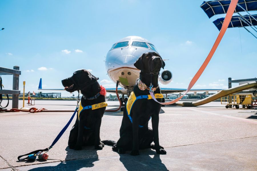 Bald im und nicht nur vor dem Flugzeug? Italien erlaubt das Mitnehmen von Haustieren wie Hunden oder Katzen in Flugkabinen.