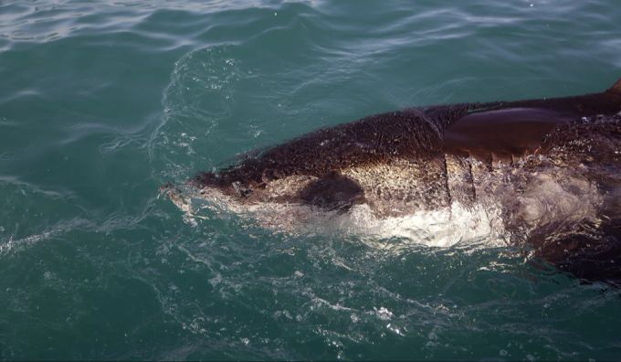 Nach einer Orca-Attacke meiden die Weissen Haie das Gebiet oft monatelang. Weisse Haie Orcas