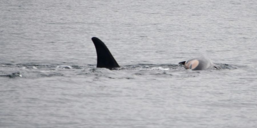 Laut NOAA können sich neben Orcas auch andere soziale Tiere wie Elefanten oder Primaten manchmal nicht von ihrem toten Nachwuchs trennen. (Handout)