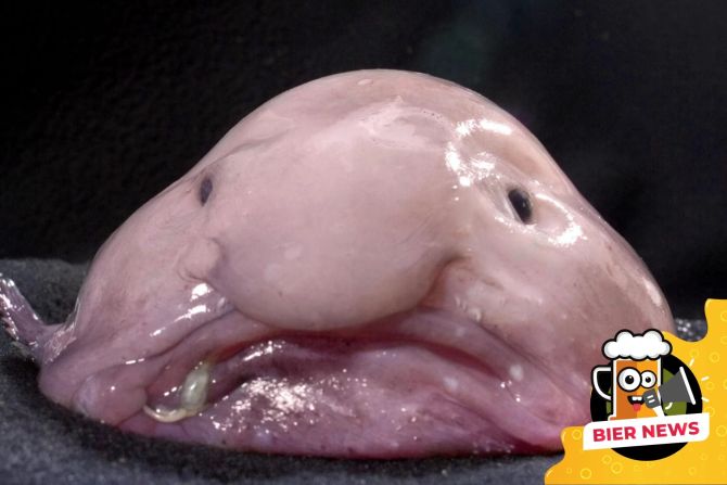 Blobfisch