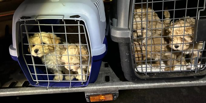 Die neun Hunde wurden dicht gedrängt transportiert und waren dehydriert. (Archivbild) Hunde