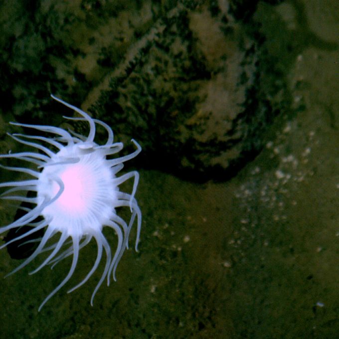 Anemone im Marianengraben. (Archivbild) Anemone Marianengraben