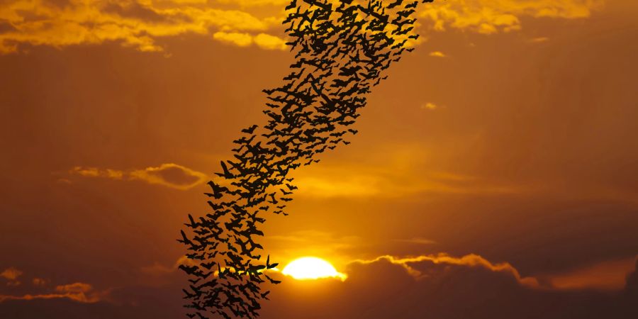 Fledermausschwarm vor untergehender Sonne.