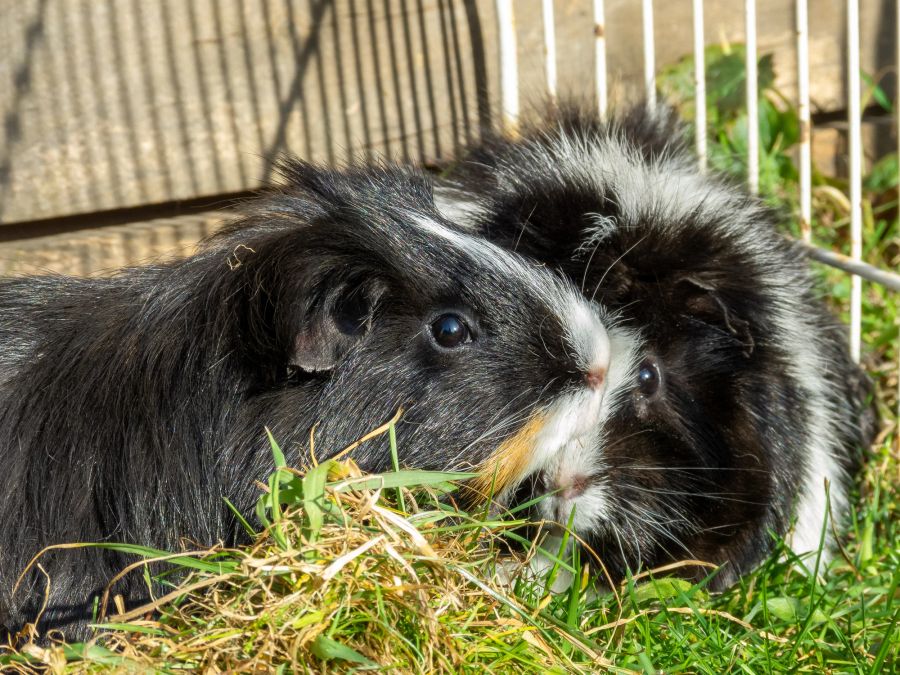 Meerschweinchen im Gras