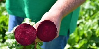 Rote Bete aus dem Garten, aufgeschnitten