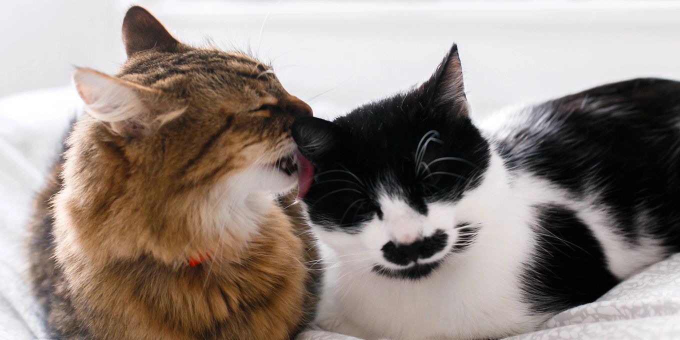 wie befriedige ich meinen kater Hausarrest für Freigänger-Katzen » ATN Akademie