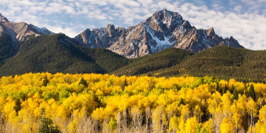 Zitterpappel Wald Colorado Herbst