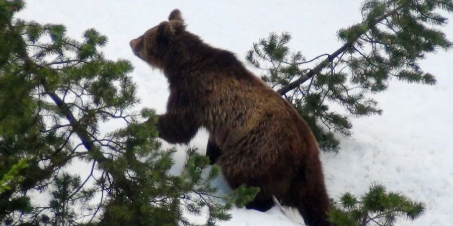 Ein eingewanderter Jungbär läuft in der Wildnis, am Samstag, 7. April 2012, in der Nähe von Scuol.