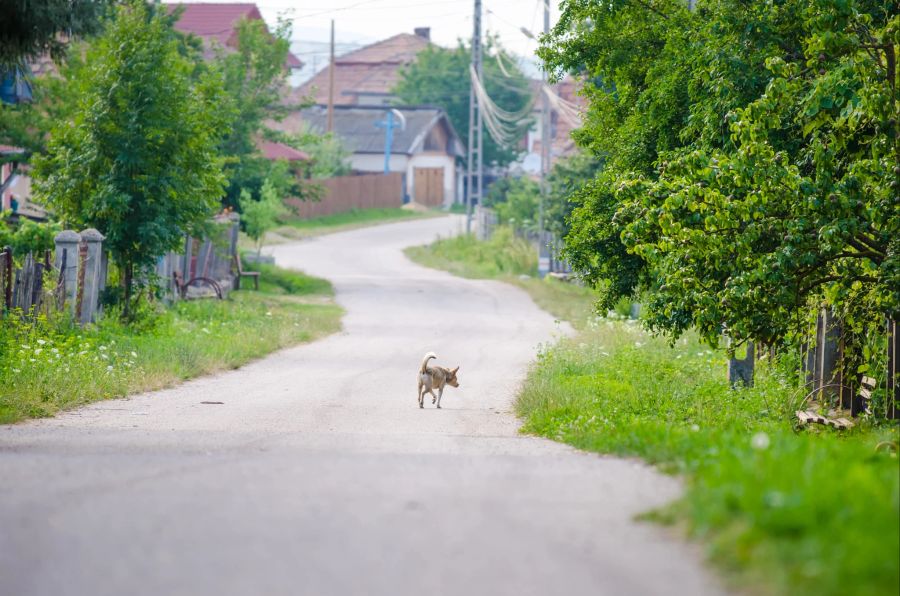 Tierfreunde