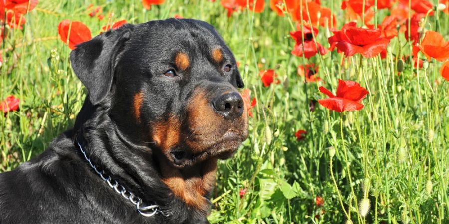 Rottweiler fokussiert mit seinem Blick etwas in der Ferne in einem Mohnfeld.